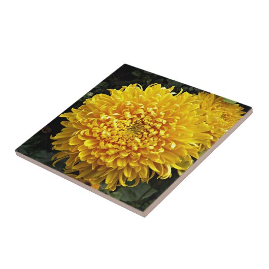 Grote Gele Chrysanthemum Floral Tegeltje (Zijkant)