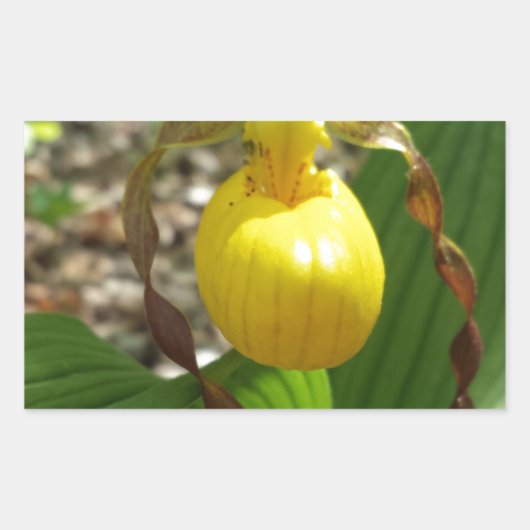 Grote gele dame slipper cypripedium rechthoekige sticker (Voorkant)