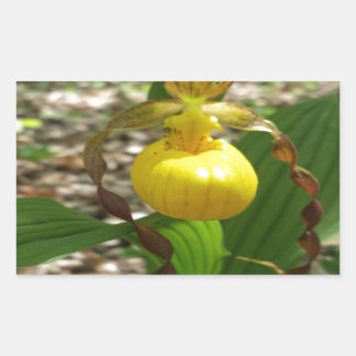 Grote gele dame slipper cypripedium rechthoekige sticker