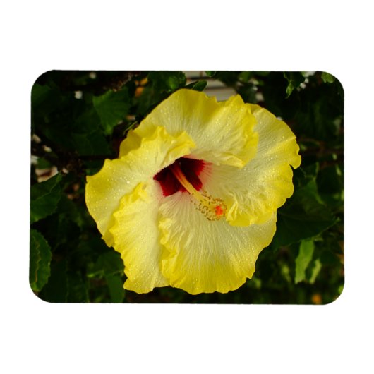 Grote gele hibiscus-ventilator magneet (Horizontaal)