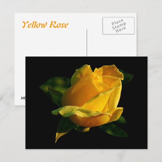 Grote gele rog briefkaart (Voorkant / Achterkant)