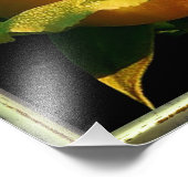 Grote gele rog foto afdruk (Hoek)