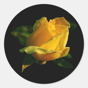 Grote gele rog ronde sticker