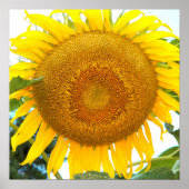 Grote Gele Zonnebloem Bloem Poster (Voorkant)