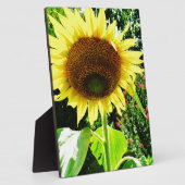 Grote gele zonnebloem fotoplaat (Zijkant)