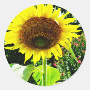 Grote gele zonnebloem ronde sticker
