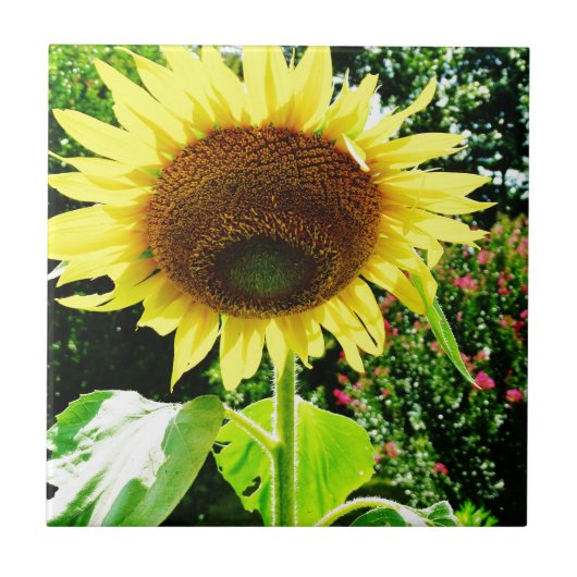 Grote gele zonnebloem tegeltje (Voorkant)