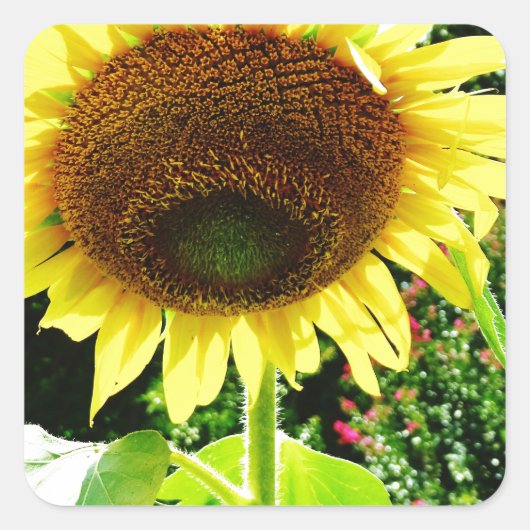 Grote gele zonnebloem vierkante sticker (Voorkant)