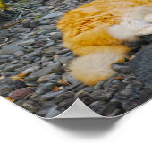 Grote gember en witte kat poster (Hoek)