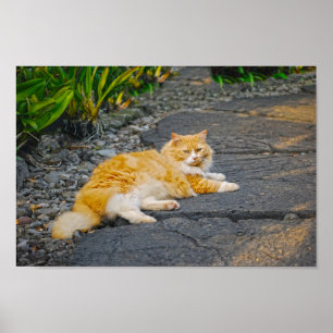 Grote gember en witte kat poster