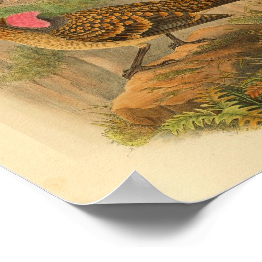 Grote, gevriesdroogde bower Bird  print (Hoek)