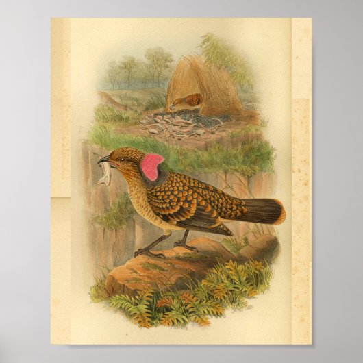 Grote, gevriesdroogde bower Bird  print (Voorkant)