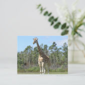 Grote Giraffe in Zoo Briefkaart (Staand voorkant)