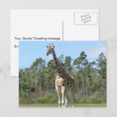 Grote Giraffe in Zoo Briefkaart (Voorkant / Achterkant)