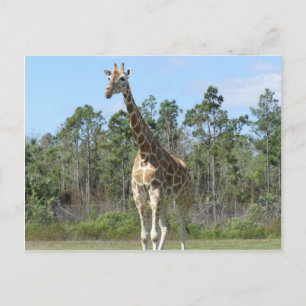 Grote Giraffe in Zoo Briefkaart