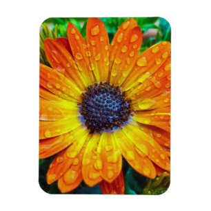 Grote Golden Flower close Magneet