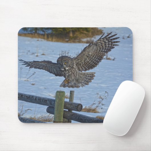 Grote Grijze boomgaard en sneeuwwildRaptor aan lan Muismat (Met muis)