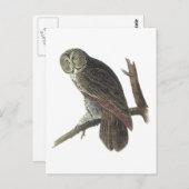 Grote grijze boomkor, Audubon Briefkaart (Voorkant / Achterkant)
