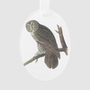 Grote grijze boomkor, Audubon Ornament