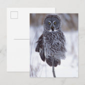 Grote grijze boomkorren bij Pine City MN, Briefkaart (Voorkant / Achterkant)