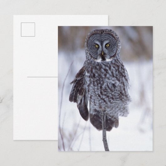 Grote grijze boomkorren bij Pine City MN, Briefkaart (Voorkant / Achterkant)