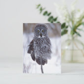 Grote grijze boomkorren bij Pine City MN, Briefkaart (Staand voorkant)