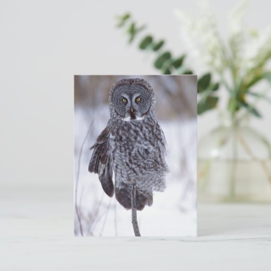 Grote grijze boomkorren bij Pine City MN, Briefkaart (Staand voorkant)