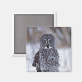 Grote grijze boomkorren bij Pine City MN, Magneet (Voorkant / Achterkant)