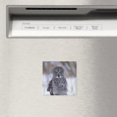 Grote grijze boomkorren bij Pine City MN, Magneet (Insitu (Vaatwasser))