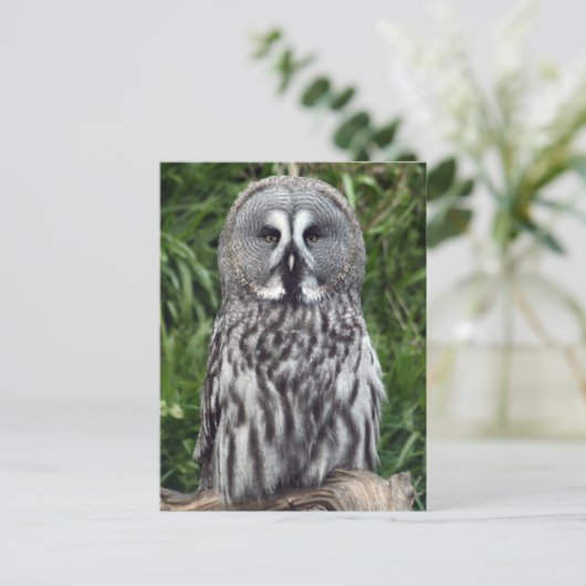 Grote grijze boomkorren briefkaart (Staand voorkant)