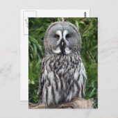 Grote grijze boomkorren briefkaart (Voorkant / Achterkant)