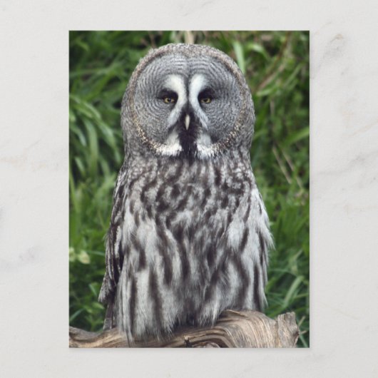 Grote grijze boomkorren briefkaart (Voorkant)