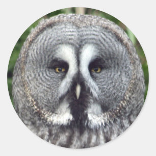 Grote grijze boomkorren ronde sticker