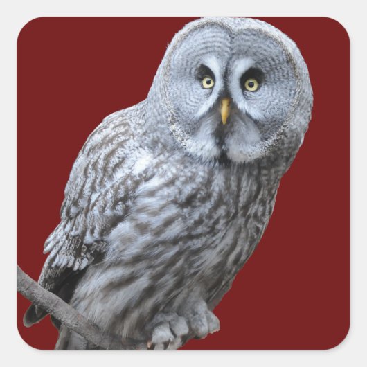 Grote grijze boomkorren vierkante sticker (Voorkant)