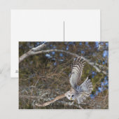 Grote Grijze boomkorvisserij Briefkaart (Voorkant / Achterkant)