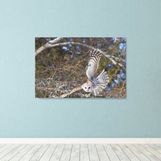 Grote Grijze boomkorvisserij Canvas Afdruk (Insitu (Houten vloer))