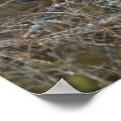 Grote Grijze boomkorvisserij Poster (Hoek)