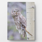 Grote grijze espentak fotoplaat (voorkant)