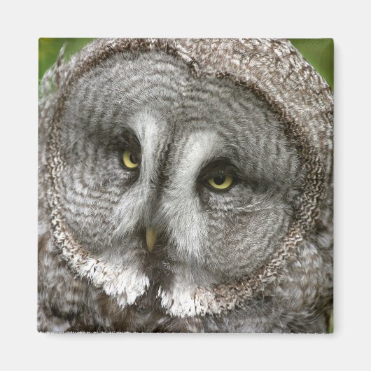 Grote Grijze Owl Magnet (Voorkant)