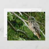 Grote grijze postkaart (Voorkant / Achterkant)