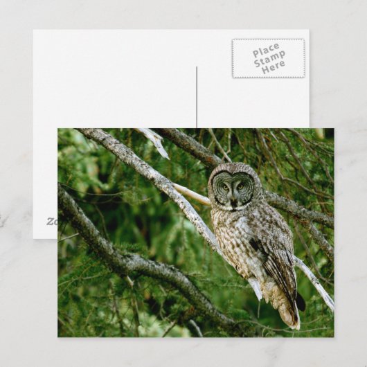 Grote grijze postkaart (Voorkant / Achterkant)