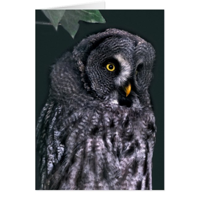 Grote grijze uil (Voorkant)
