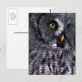 Grote grijze uil briefkaart (Voorkant / Achterkant)