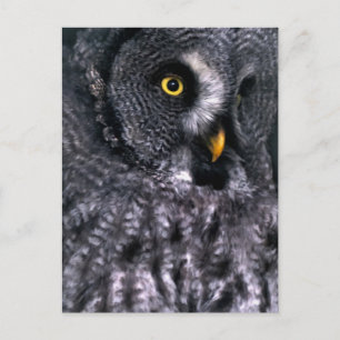 Grote grijze uil briefkaart