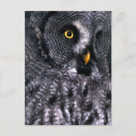 Grote grijze uil briefkaart (Voorkant)