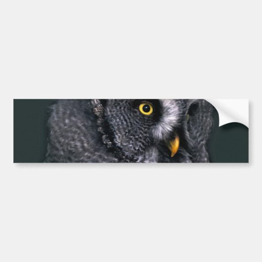 Grote grijze uil bumpersticker (Voorkant)