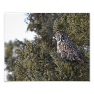 Grote grijze uil die in een pijnboom zit foto afdruk