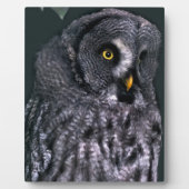 Grote Grijze Uil Fotoplaat (Voorkant)