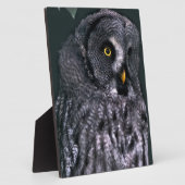 Grote Grijze Uil Fotoplaat (Zijkant)