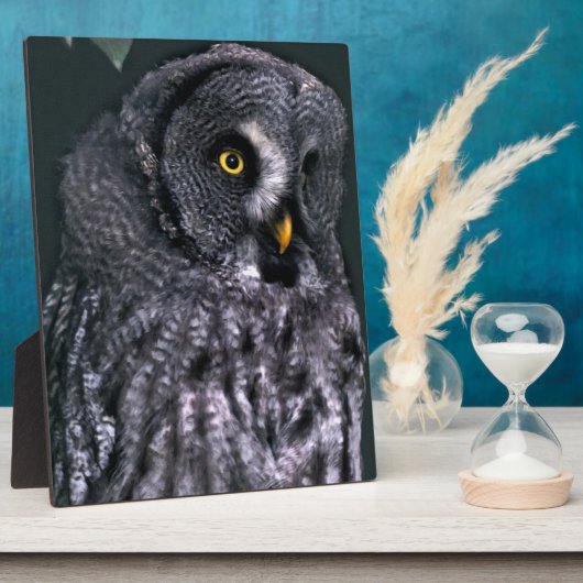 Grote Grijze Uil Fotoplaat (Zijkant)